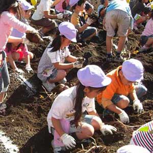 009 綿のびのび手袋・幼児用が幼稚園の芋掘り遠足で大活躍したそうです！