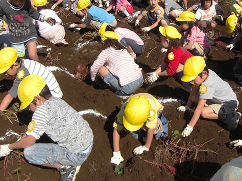幼稚園児が子供用軍手をはめて芋掘りをしている様子