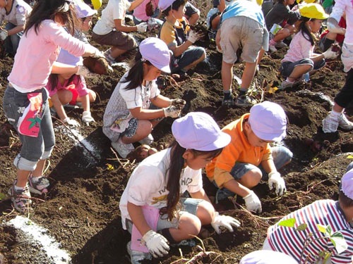 幼稚園児が子供用軍手をはめて芋掘りをしている様子